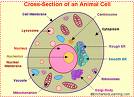 The Cell The Cell