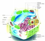 The Life of the Cell